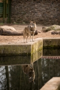 Eberswalde1703BineG_Wolf3-02