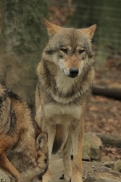 Osnabrueck1109Kati_Nakota-04