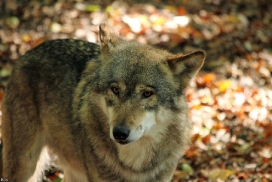 Osnabrueck1109Kati_Nakota-06