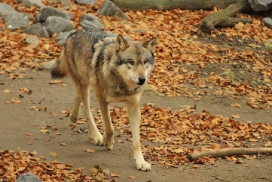 Osnabrueck1211Kati_Inesh-04