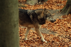 Osnabrueck1211Kati_Molimo-01