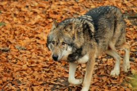Osnabrueck1211Kati_Molimo-06
