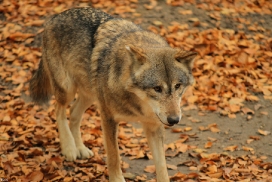 Osnabrueck1211Kati_Nakota-02