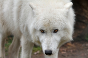 Wolf_Auh1112-Sco-01