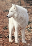 Sas_Auheim1202_Khan-02