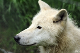 Sas_Auheim1206_Inuq-02
