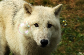 Sas_Auheim1210_Aslan-05