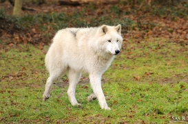 Sas_Auheim1212_Aslan-13