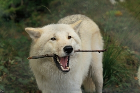 Wolf_Auh1209-Asl-08