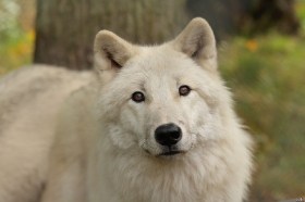 Wolf_Auh1209-Asl-15