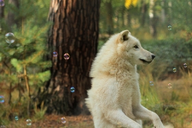 Wolf_Auh1209-Asl-16