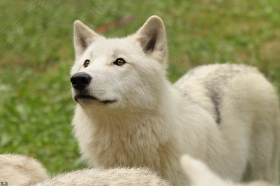 Wolf_Auh1209-Inu-23