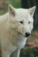 Wolf_Auh1209-Mon-02