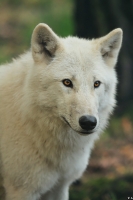 Wolf_Auh1209-Mon-03
