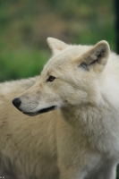 Wolf_Auh1209-Mon-05