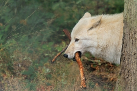 Wolf_Auh1209-Mon-12