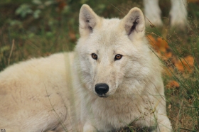 Wolf_Auh1209-Mon-14