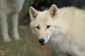 Wolf_Auh1209-Mon-15