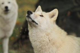 Wolf_Auh1209-Mon-17