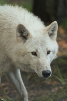 Wolf_Auh1209-Mon-21