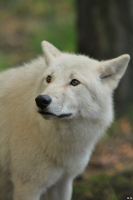 Wolf_Auh1209-Mon-22