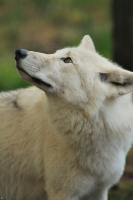 Wolf_Auh1209-Mon-23