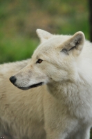 Wolf_Auh1209-Mon-24