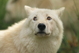 Wolf_Auh1209-Mon-26