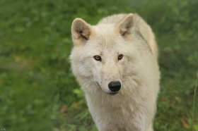 Wolf_Auh1209-Mon-27