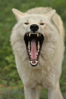 Wolf_Auh1209-Mon-28