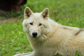 Wolf_Auh1209-Mon-32