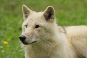 Wolf_Auh1209-Mon-35