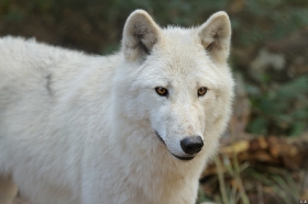 Wolf_Auh1209-Mon-38
