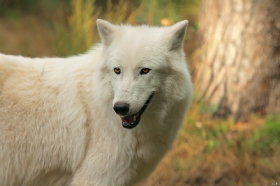 Wolf_Auh1209-Sco-02