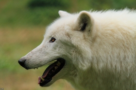 Wolf_Auh1209-Sco-03