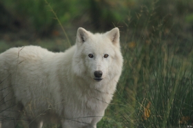 Wolf_Auh1209-Sco-05