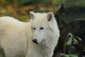Wolf_Auh1209-Sco-08