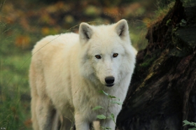 Wolf_Auh1209-Sco-09