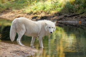 Wolf_Auh1209-Sco-12