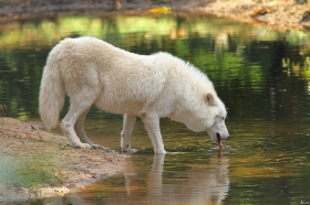 Wolf_Auh1209-Sco-13