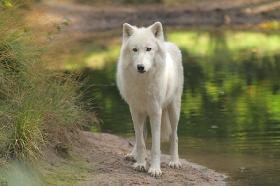 Wolf_Auh1209-Sco-14