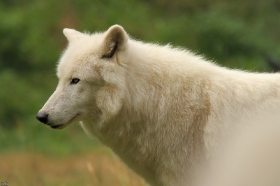 Wolf_Auh1209-Sco-15