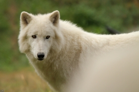 Wolf_Auh1209-Sco-16