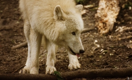 Tiergarten Schönbrunn