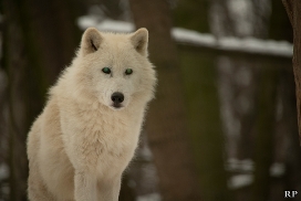 Polar Wolves
