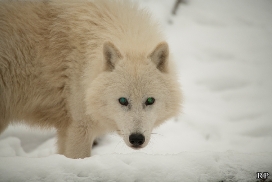 Polar Wolves