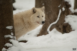 Polar Wolves