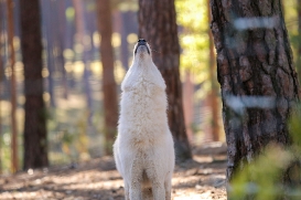 Wildpark Johannismühle