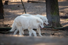 Polar Wolves