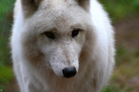 Lueneburg1107BineG_Nanuk-02